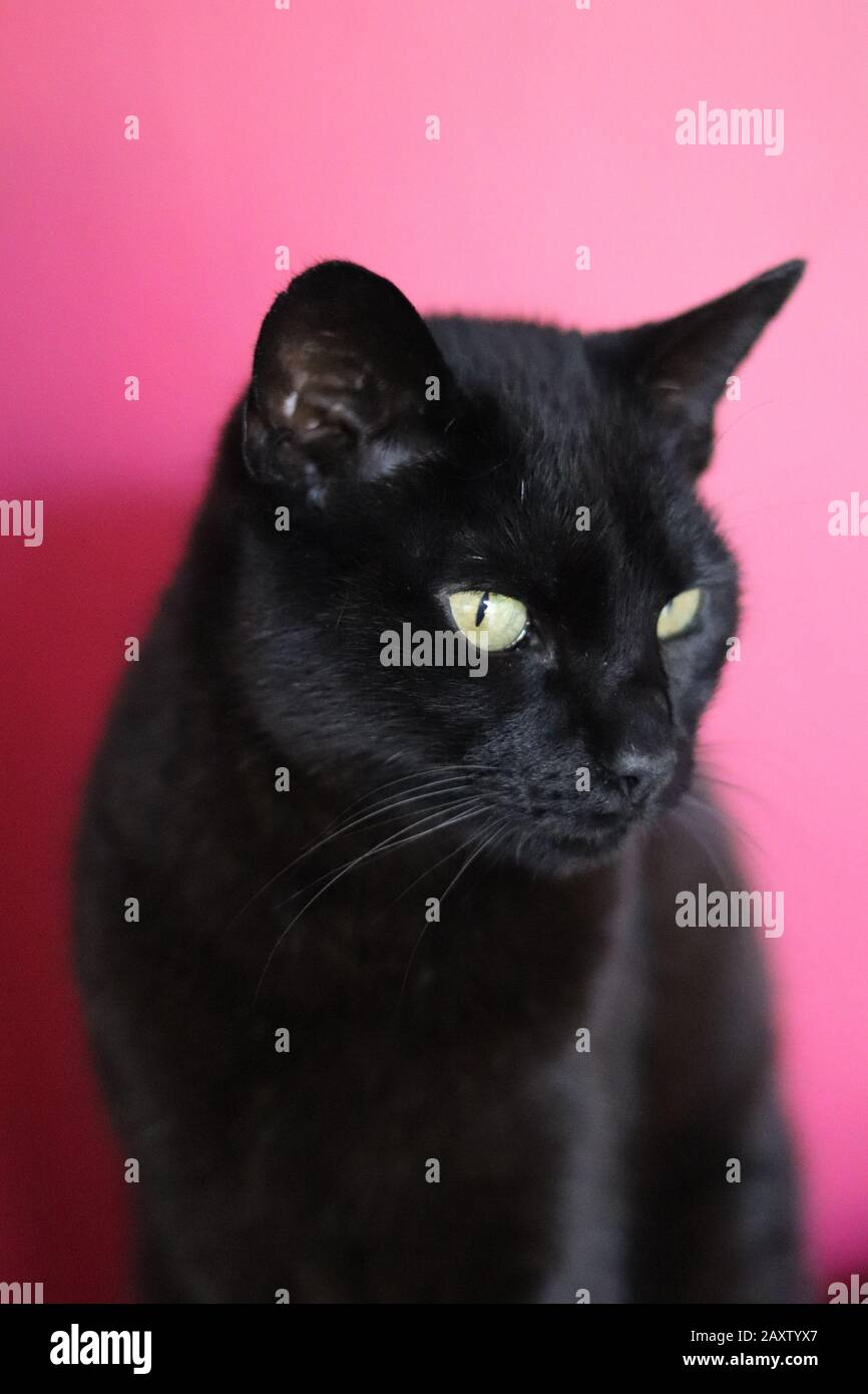 Schwarze Katze, Porträt der schwarzen Katze, schwarze Katze mit gelben Augen, roter Hintergrund Stockfoto
