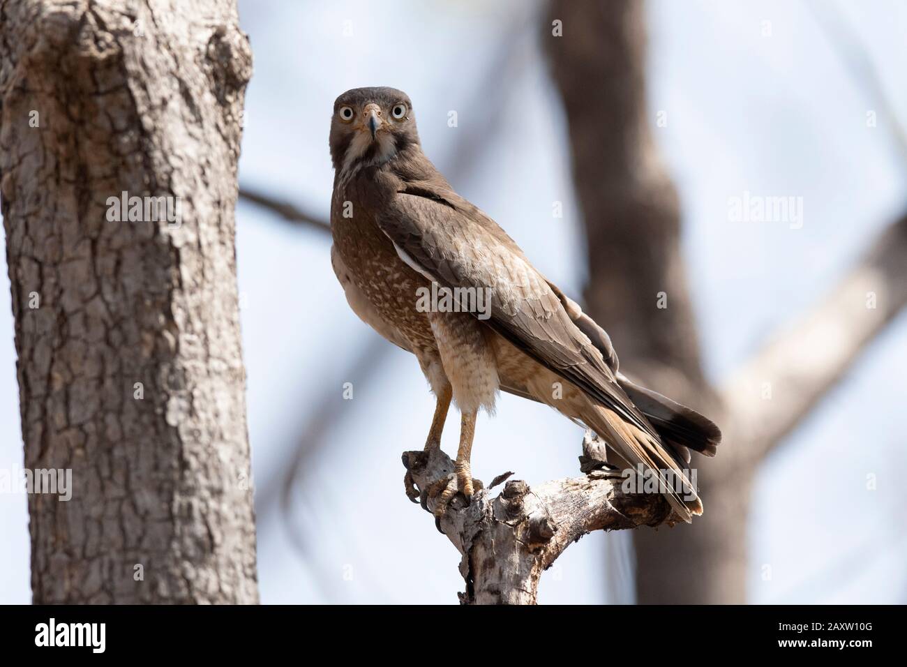 White Eyed Buzzard, Butastur Teesa, Pench National Park, Madhya Pradesh, Indien Stockfoto