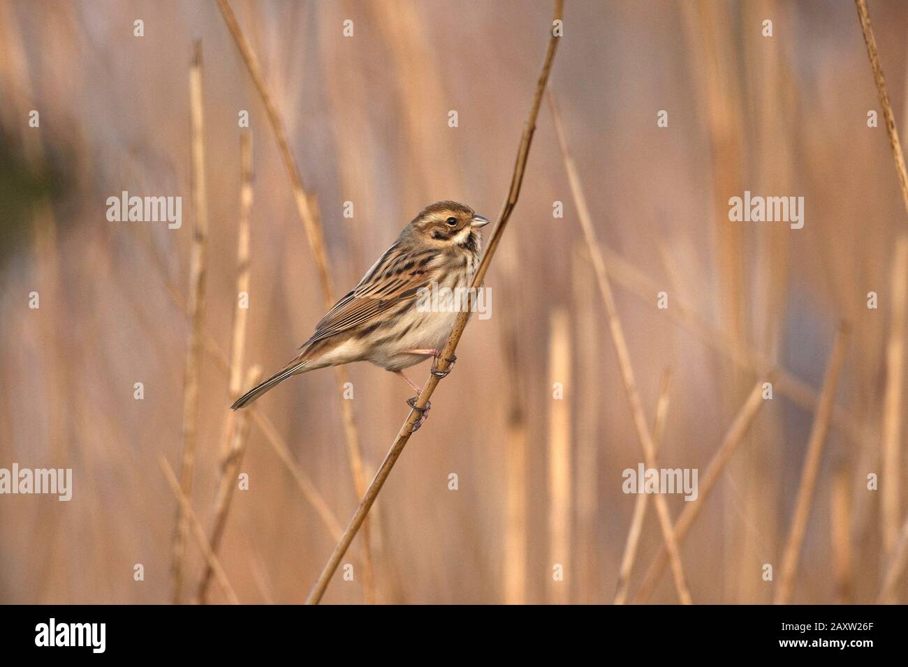 Reed Bunting (Emberiza Schoeniclus) Stockfoto