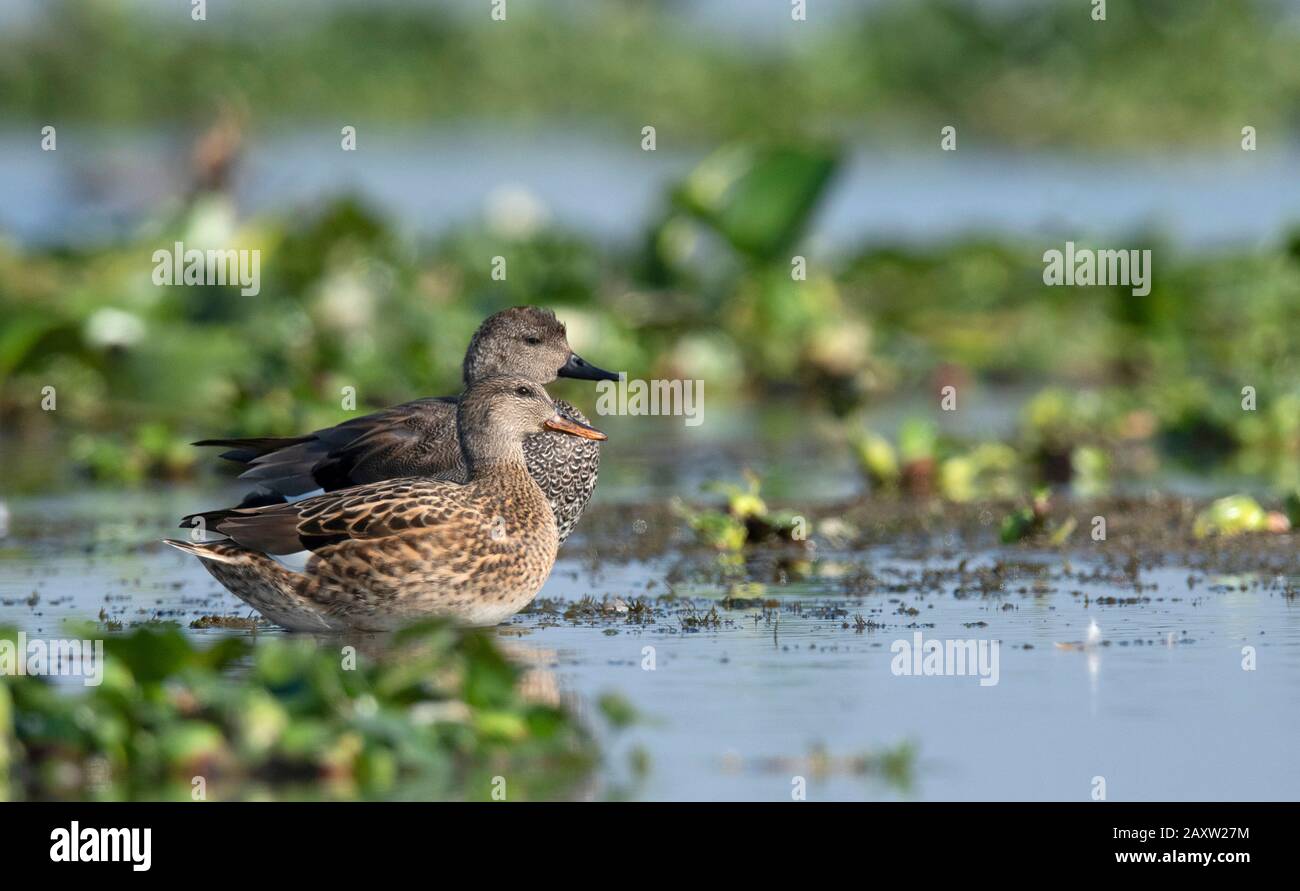 Gadwall Duck, Mareca strepera, Maguri Beel, Tinsukia District of Upper Assam, Indien Stockfoto