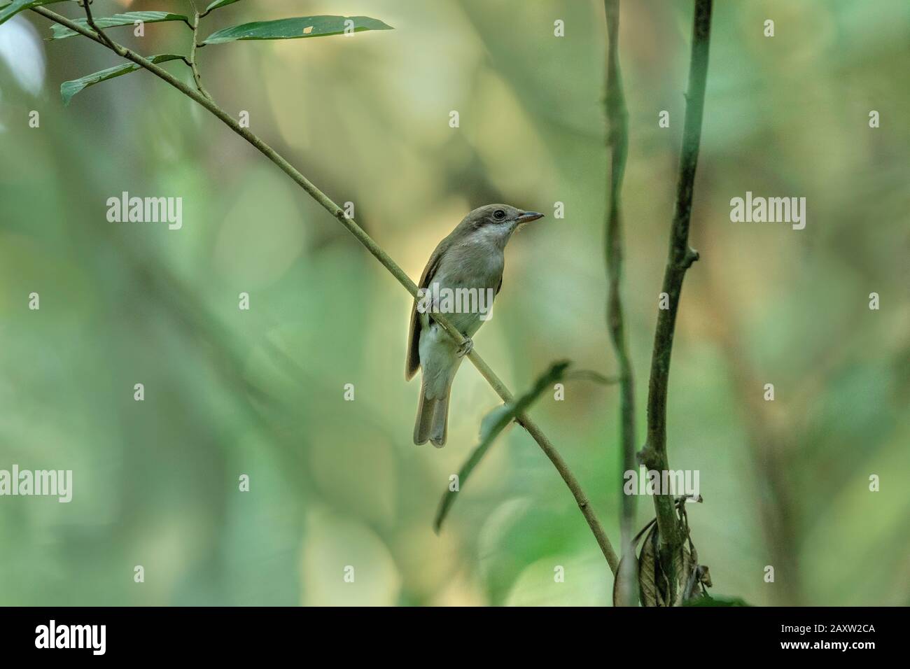 Tephrodornis gularis Fotos und Bildmaterial in hoher Auflösung Alamy