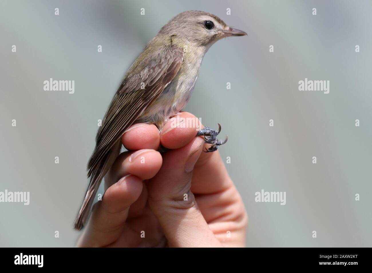 Bändervögel bei Marsh Stockfoto