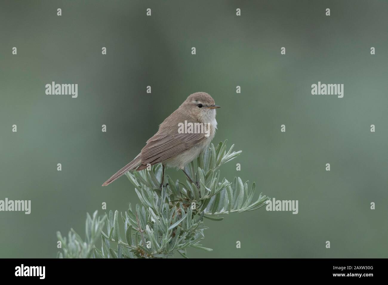 Berg Chiffchaffe oder östliche Chiffchaffe, Phylloscopus sindianus, Ladakh, Jammu und Kashmir, Indien Stockfoto