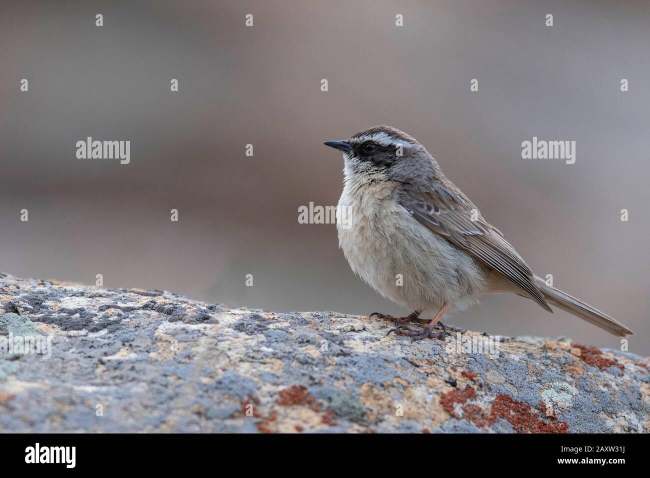 Brown Accentor, Prunella fulvescens, Ladakh, Jammu und Kashmir, Indien Stockfoto