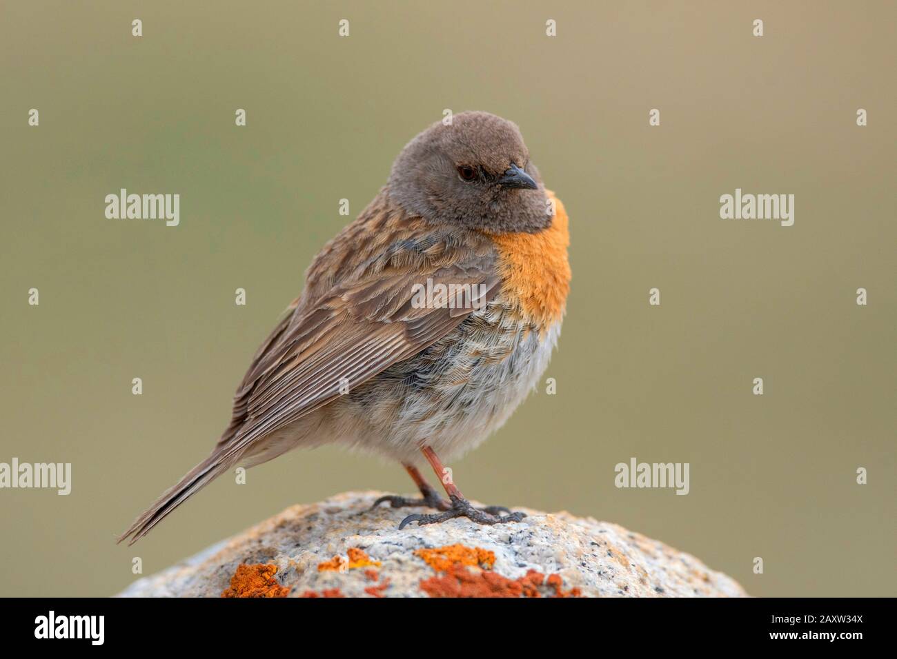 Robin Accentor, Prunella rubeculoides, Ladakh, Jammu und Kashmir, Indien Stockfoto