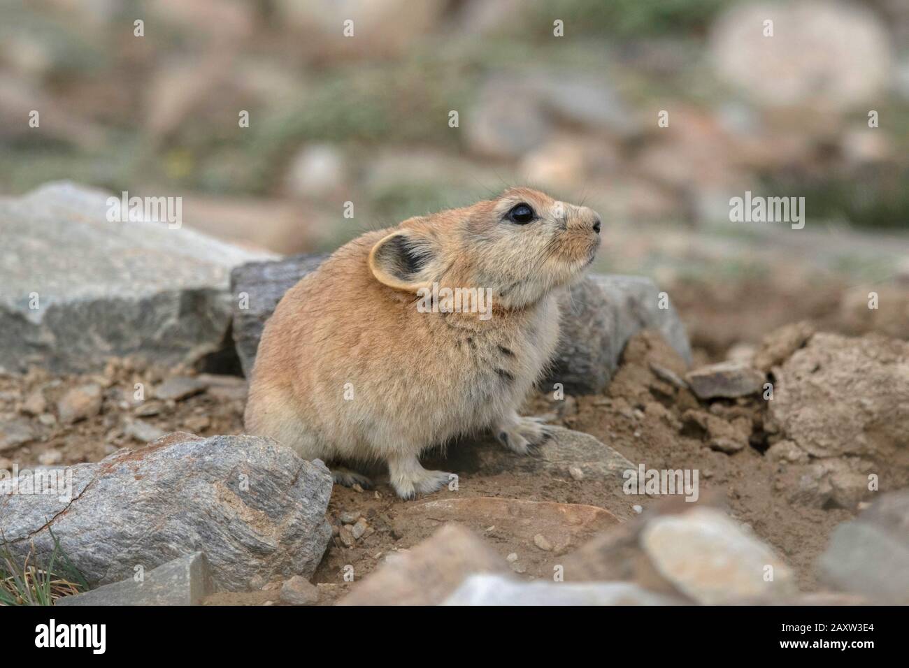 Pika-Gattung Ochotona, Ladakh, Jammu und Kashmir, Indien Stockfoto