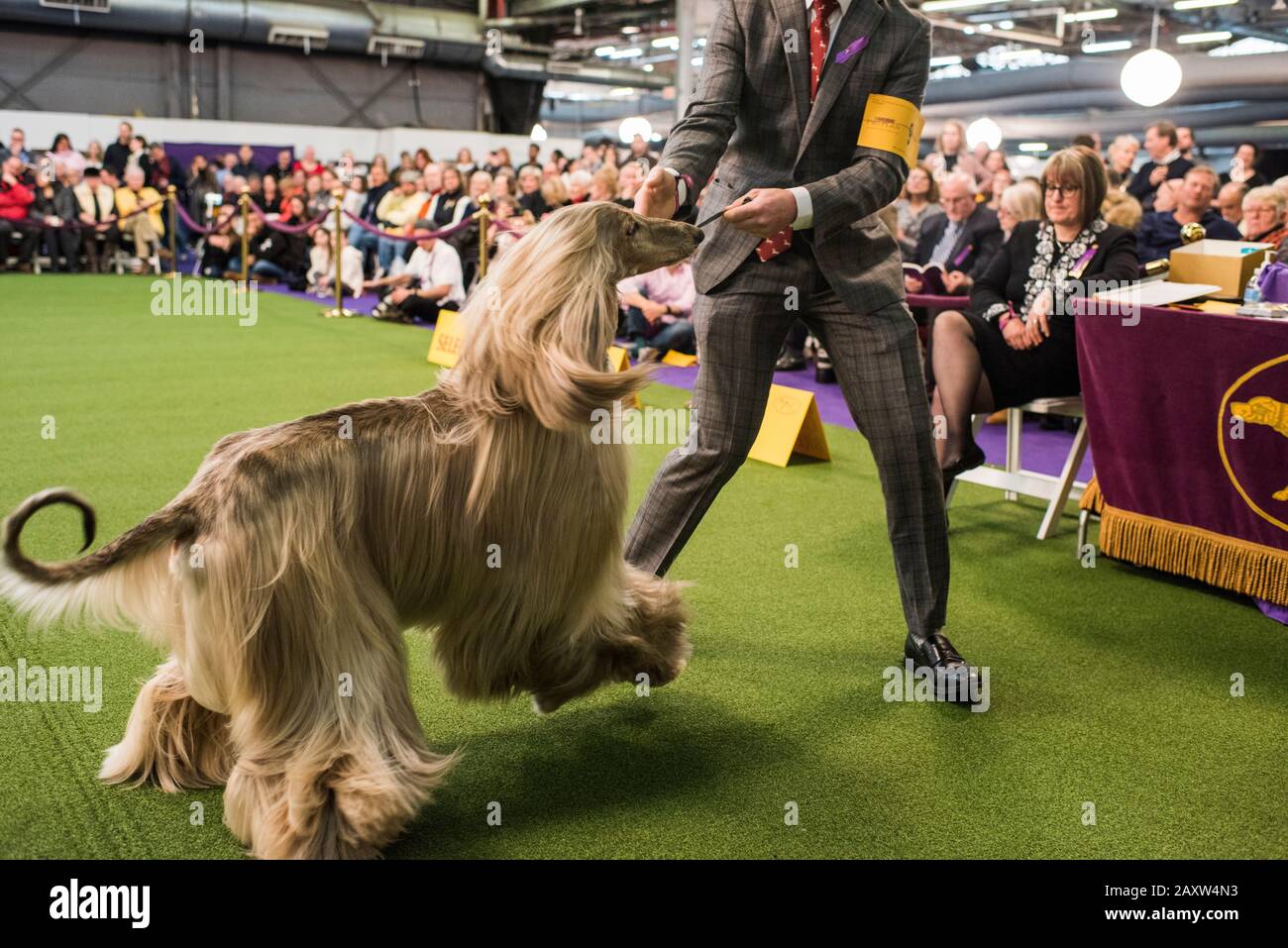 New York City, USA - 9. Februar 2020: The 144. Westminster Kennel Cub Dog Show, Pier 94, New York City Stockfoto