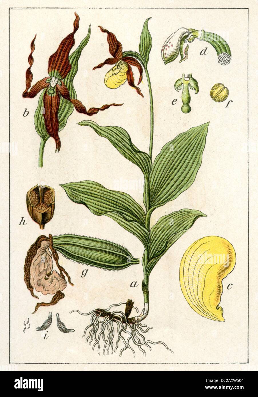 Damen-Pantoffel Cypripedium calceolus, (Botanik-Buch, 1905) Stockfoto