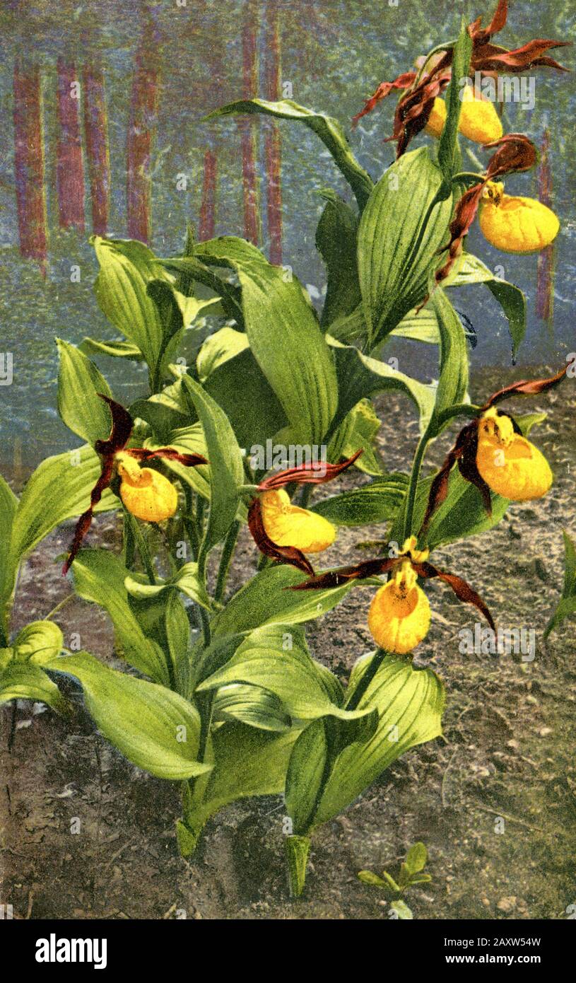 Damen-Pantoffel Cypripedium calceolus, (, ) Stockfoto