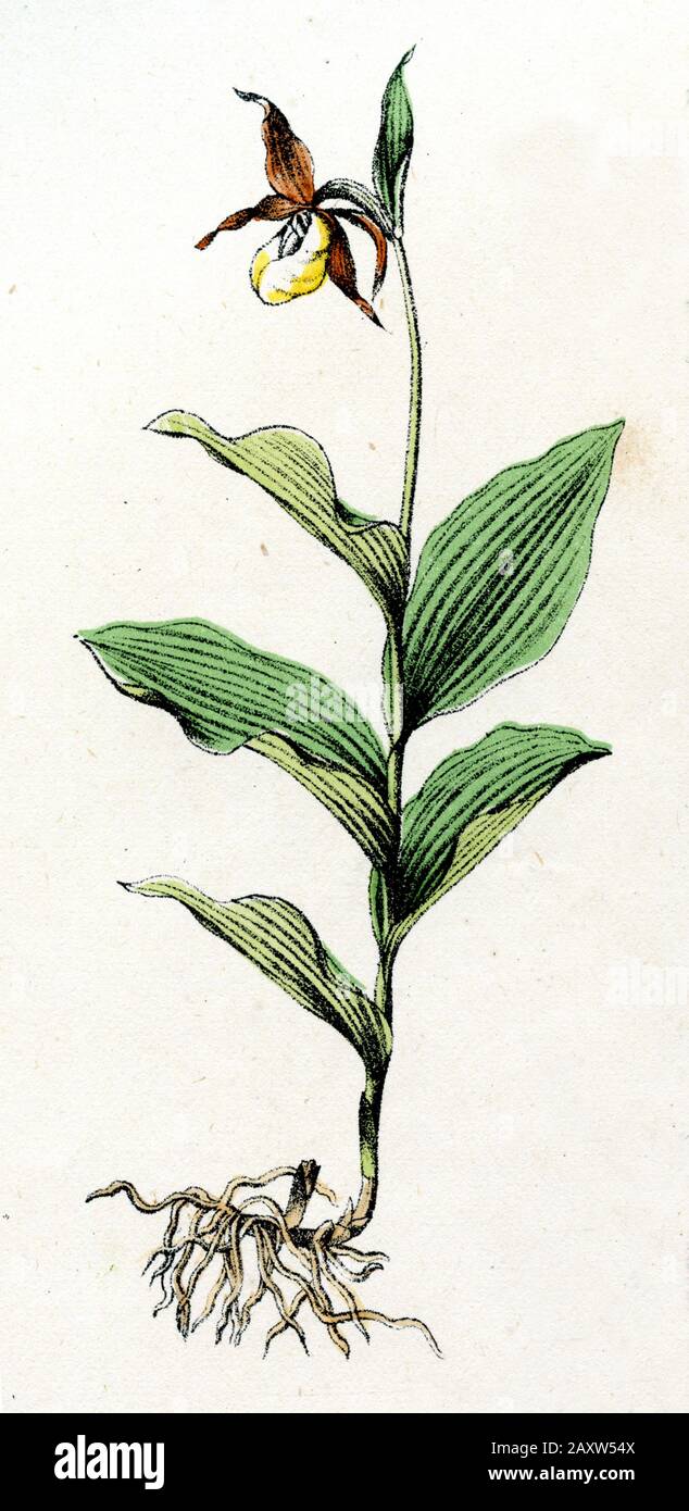 Damen-Pantoffel Cypripedium calceolus, (Botanik-Buch, ) Stockfoto