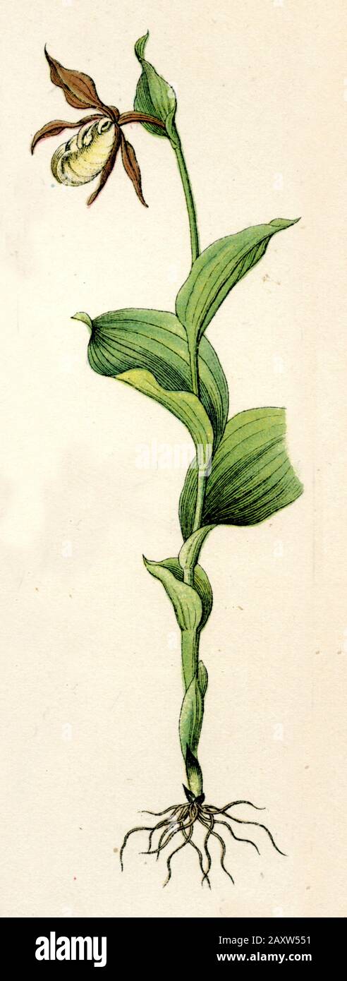 Damen-Pantoffel Cypripedium calceolus, (Botanik-Buch, 1886) Stockfoto