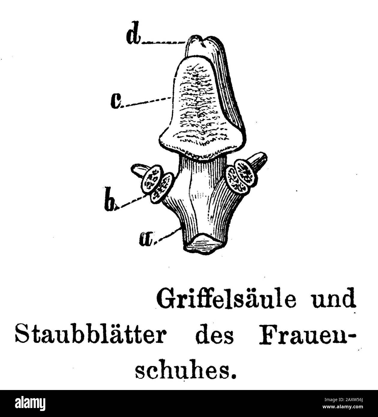 Damen-Pantoffel, Cypripedium calceolus, anonym (Botanik-Buch, 1897) Stockfoto