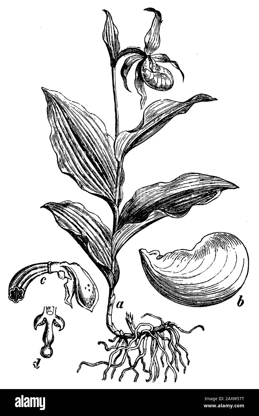 Damen-Pantoffel, Cypripedium calceolus, (Botanik-Buch, 1898) Stockfoto