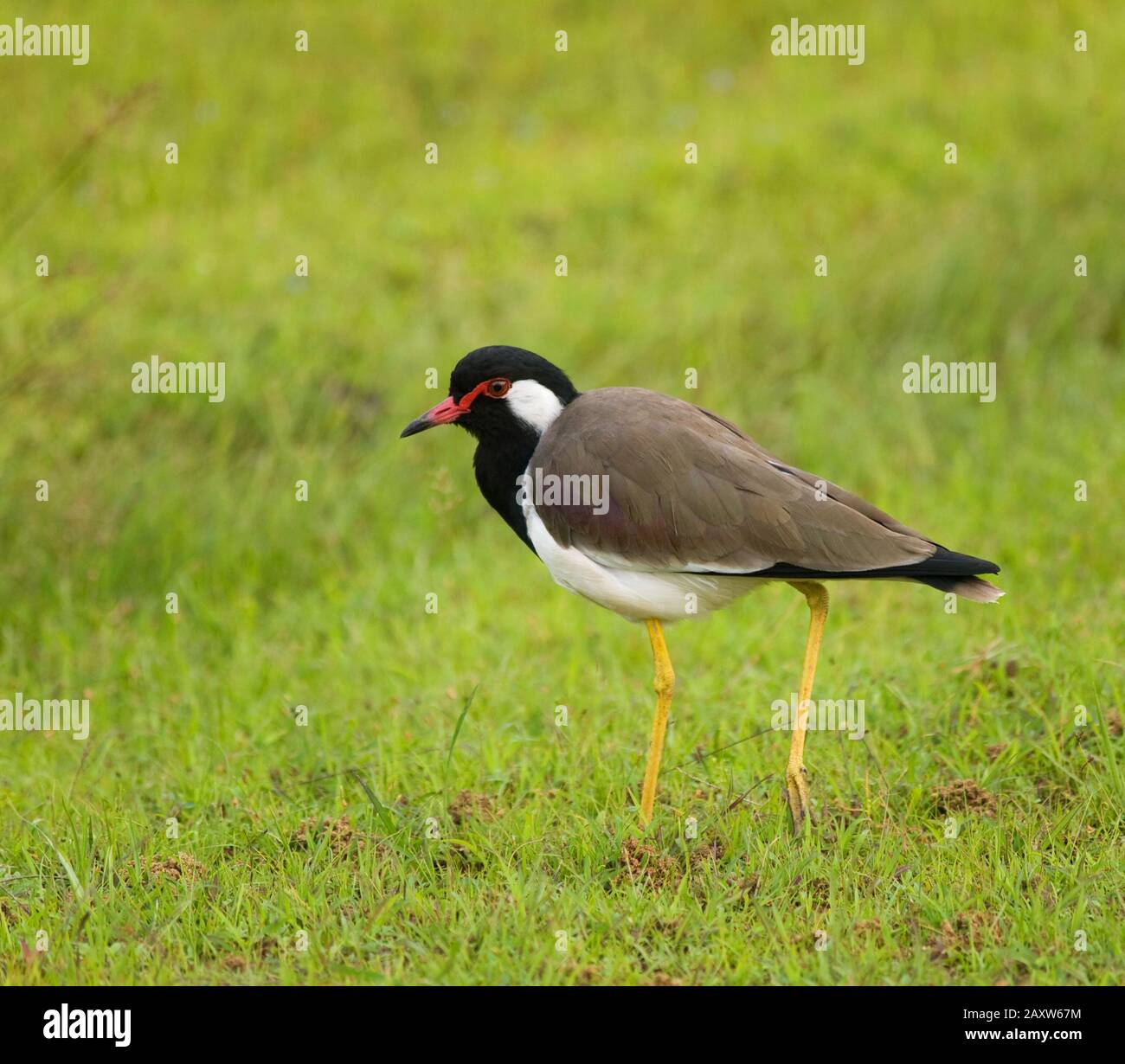 Wilde rote Flecht-Kiebitz in Sri Lanka Stockfoto