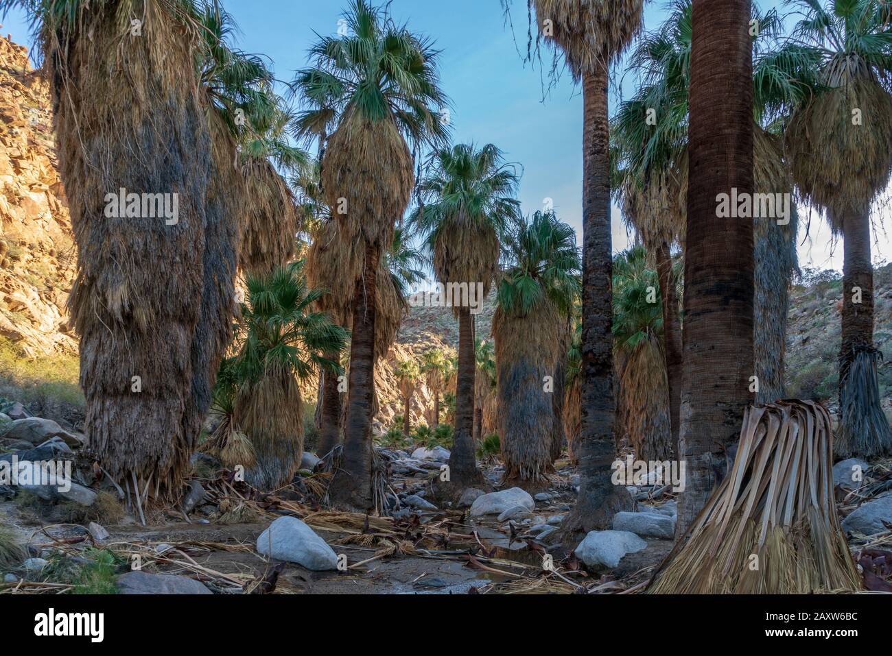 Wandern im Tahquitz Canyon in Coachella, Kalifornien Stockfoto