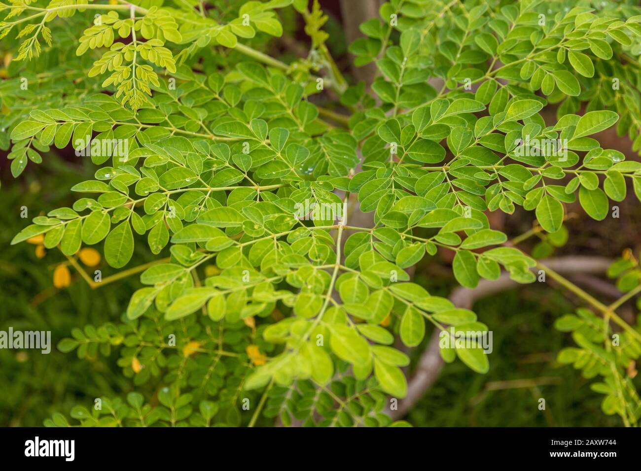 Perfekte Nahaufnahme von Moringa-Blättern (Moringa oleifera), die organisch in Malaysia angebaut werden. Die Blätter sind der nährstoffreichste Teil der Pflanze, da... Stockfoto