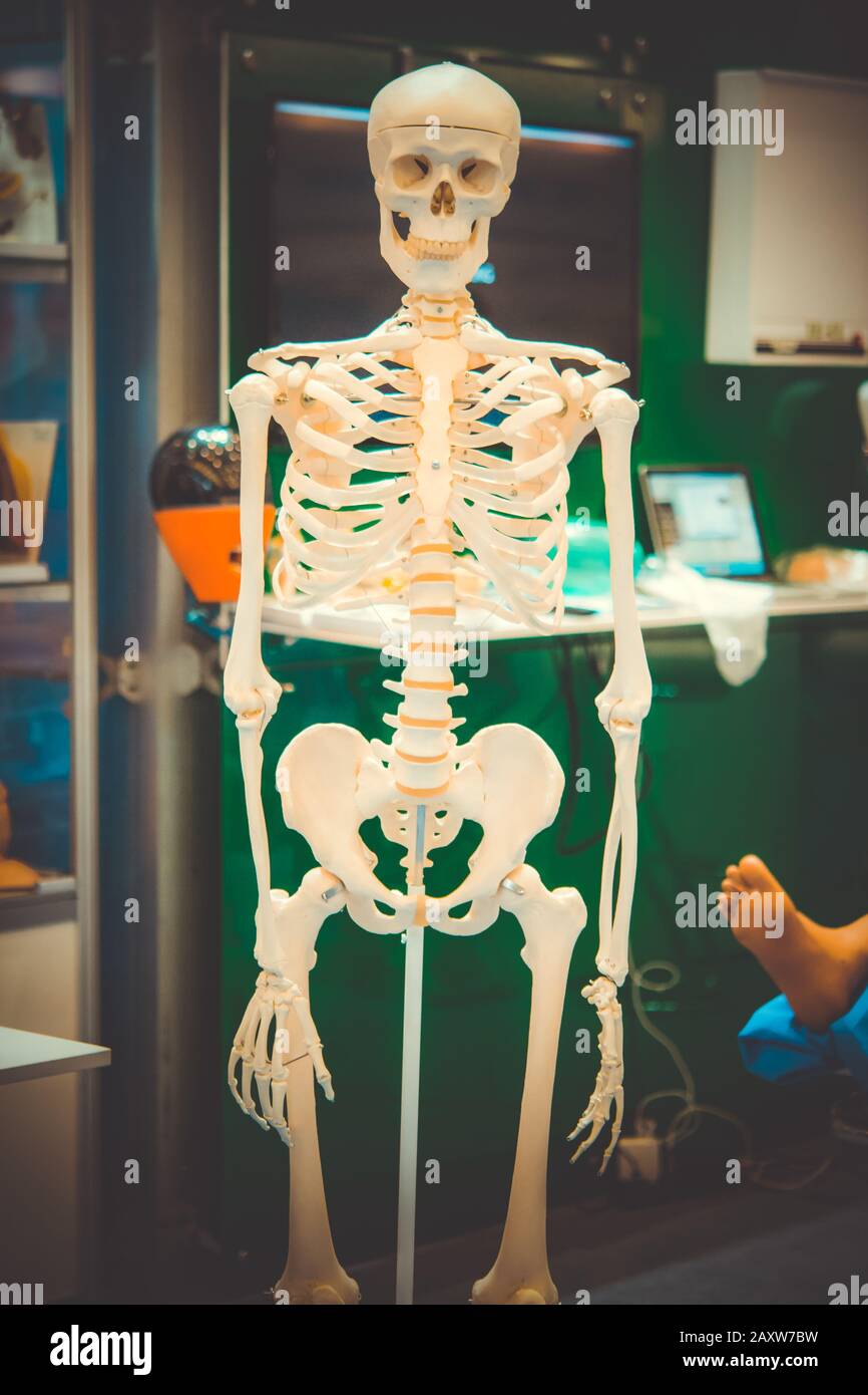 Weiß menschliches Skelett dummy close-up, Knochenbau Stockfoto