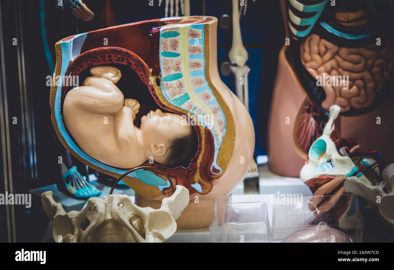 Innere Organe Anatomie Schwangerschaft Deutsch