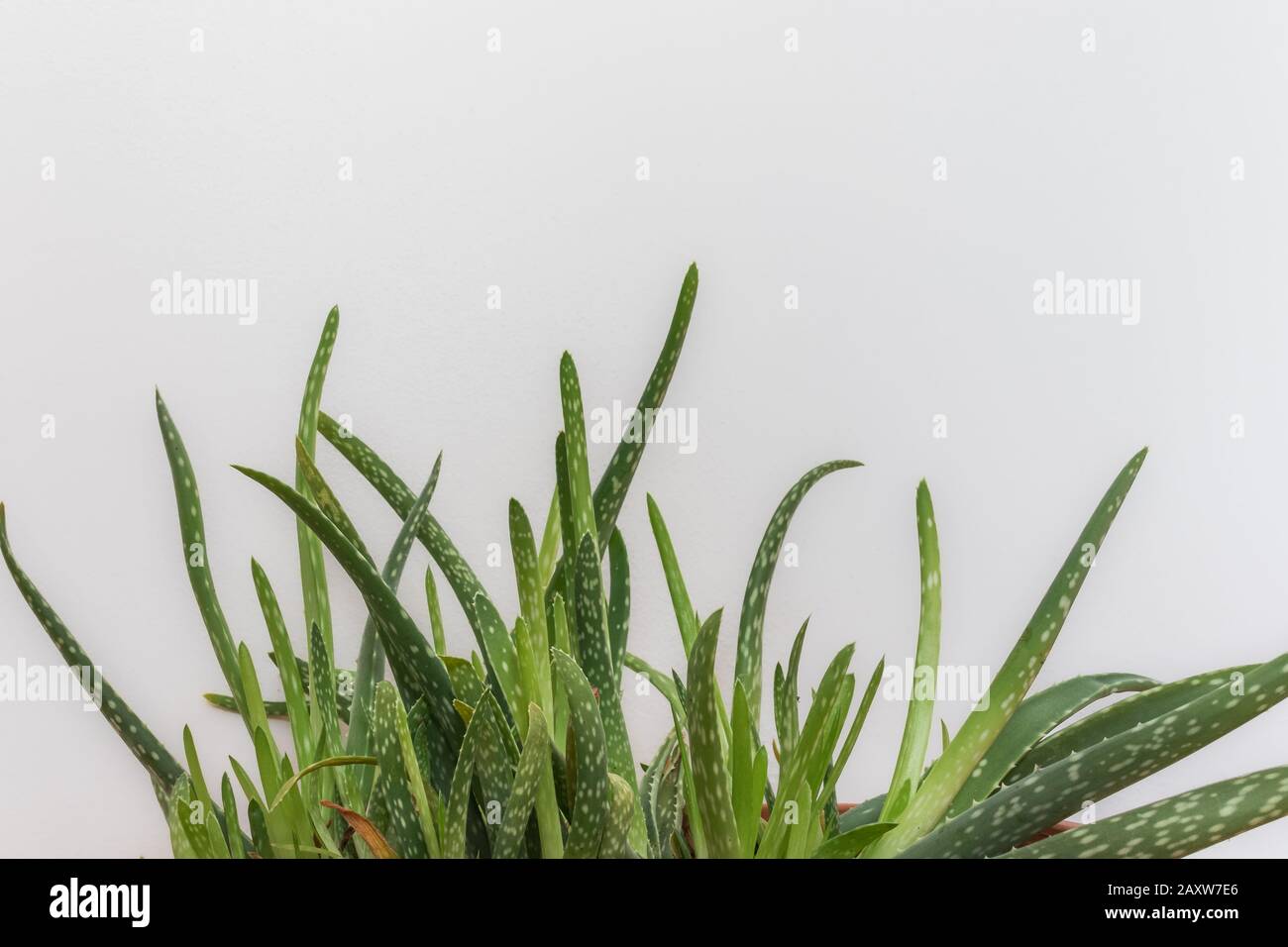 Nahaufnahme der Aloe-Blätter auf weißem Hintergrund Stockfoto