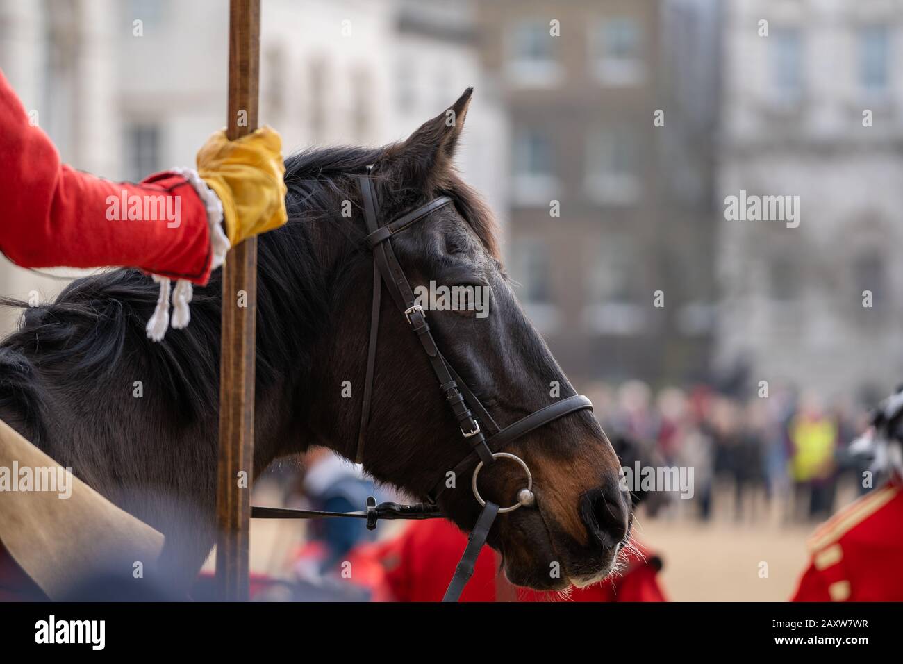 Pferd in der Parade zum Gedenken an die Hinrichtung von König Karl I. in London Stockfoto