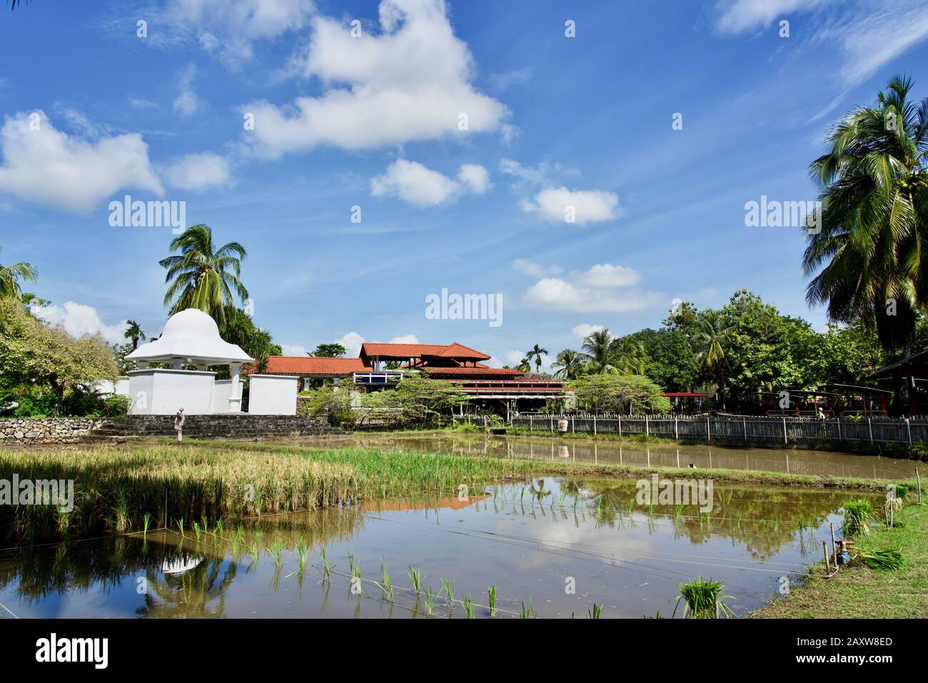 Reisfeld im Laman Padi Langkawi (Rice Cultivation Museum), Langkawi, Kedah, Malaysia Stockfoto