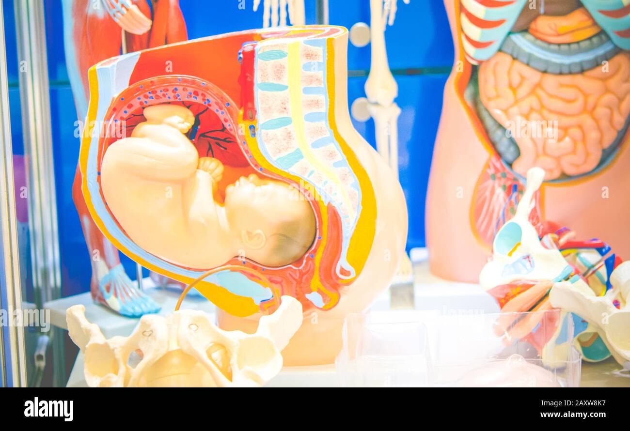 Schwangerschaft Layout. Menschliche innere Organe dummy, Dummy. Healthcare Konzept. Die menschliche Anatomie Stockfoto
