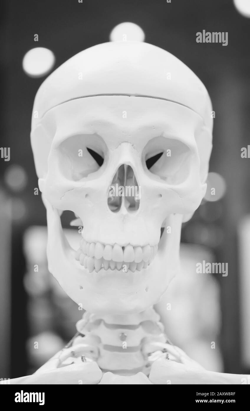 Dummy-Layout menschlicher Schädel in der Nähe, medizinische Ausstellung in der Nähe Stockfoto