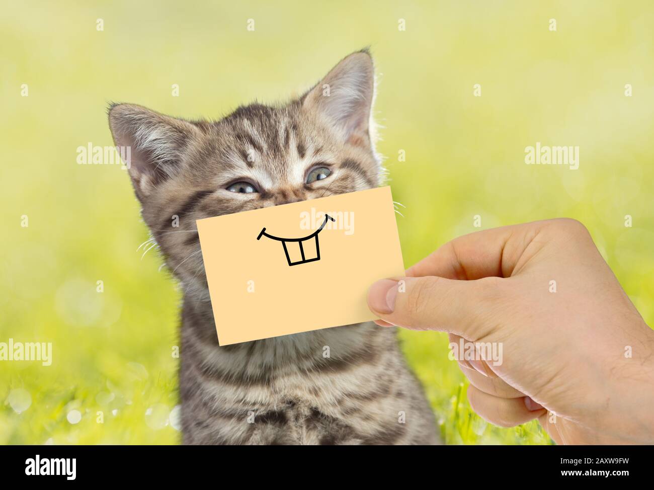 Lustige Katzen-Portrait mit Lächeln auf grünem Gras im Freien Stockfoto