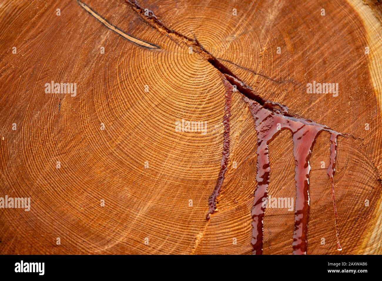 Blut, das aus einem Baumstamm als Symbol für Umweltzersetzung austritt Stockfoto