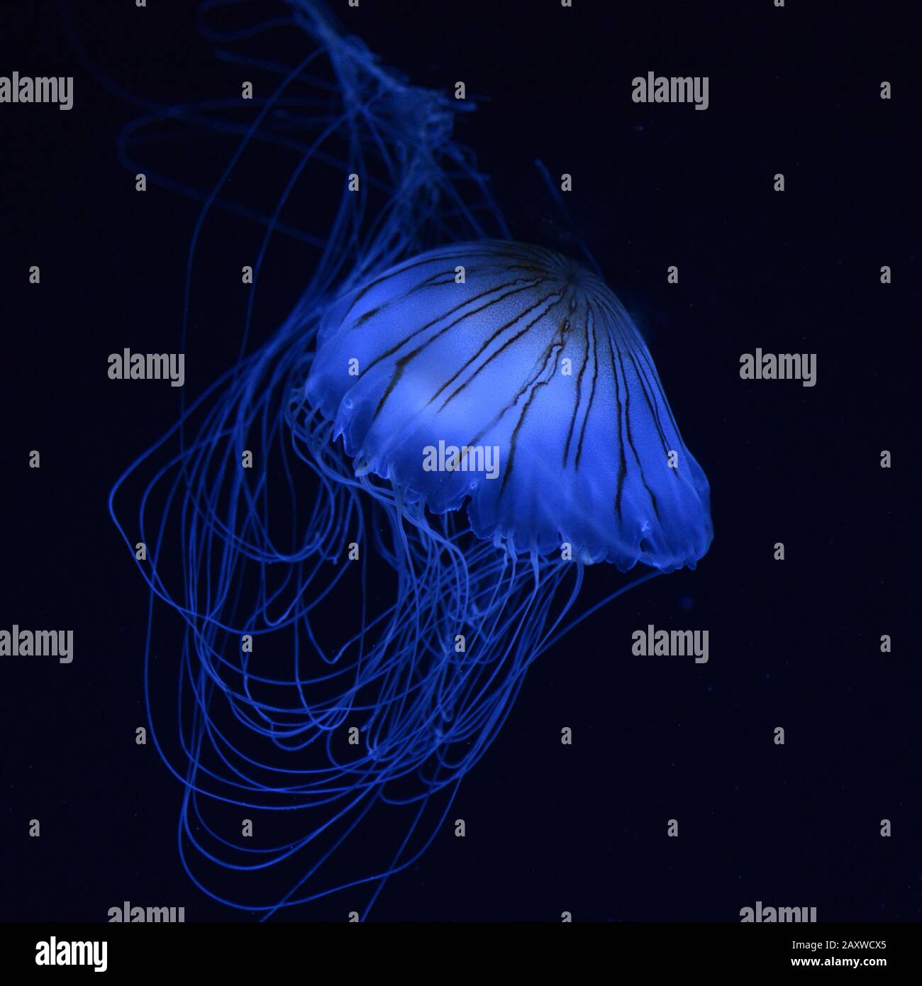 Blaue Quallen mit dunklen Streifen auf schwarzem Grund Stockfoto