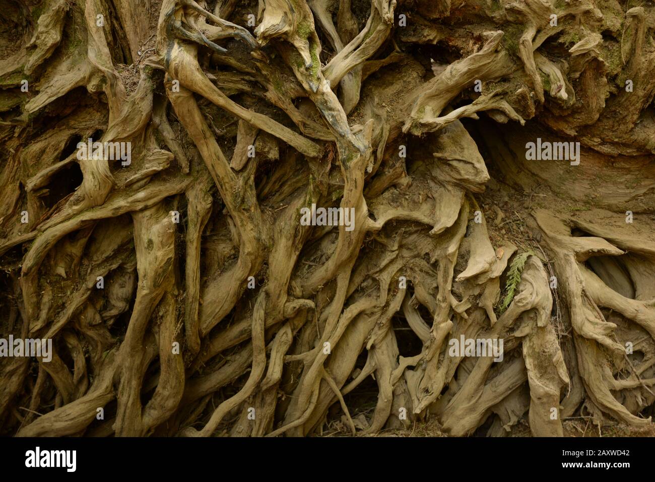 Freiliegendes Teilwurzelsystem eines umgefallenen Baums in British Columbia, Kanada Stockfoto