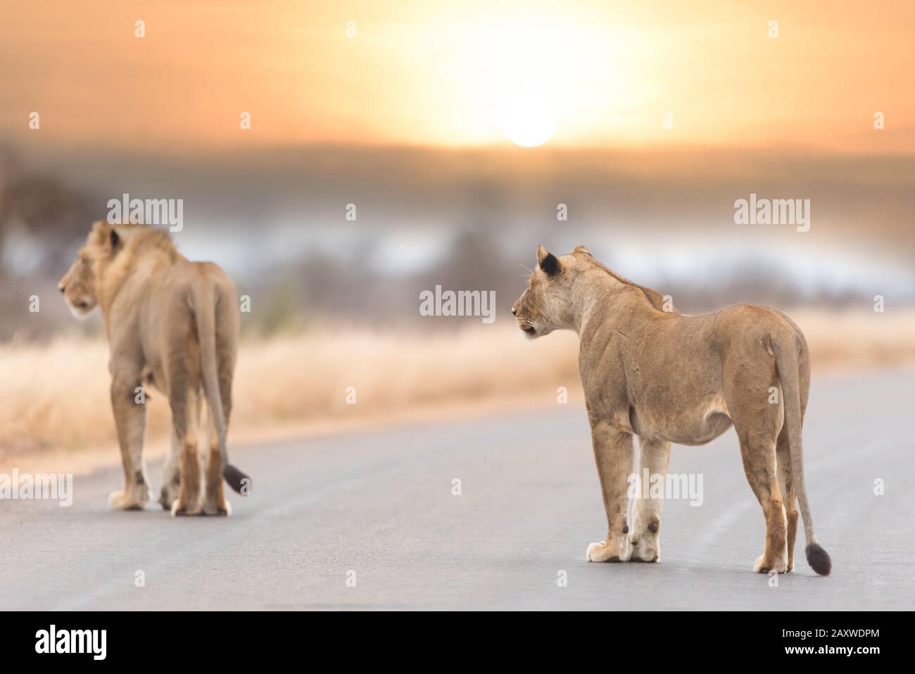 Weiblicher Löwe in der Wildnis Afrikas Stockfoto