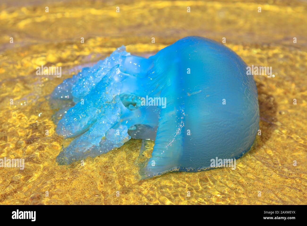 Nahaufnahme einer blauen Quallenart Velella, nahe dem Ufer bei Ebbe in Gold Coast von Queensland am australischen Strand. Stockfoto