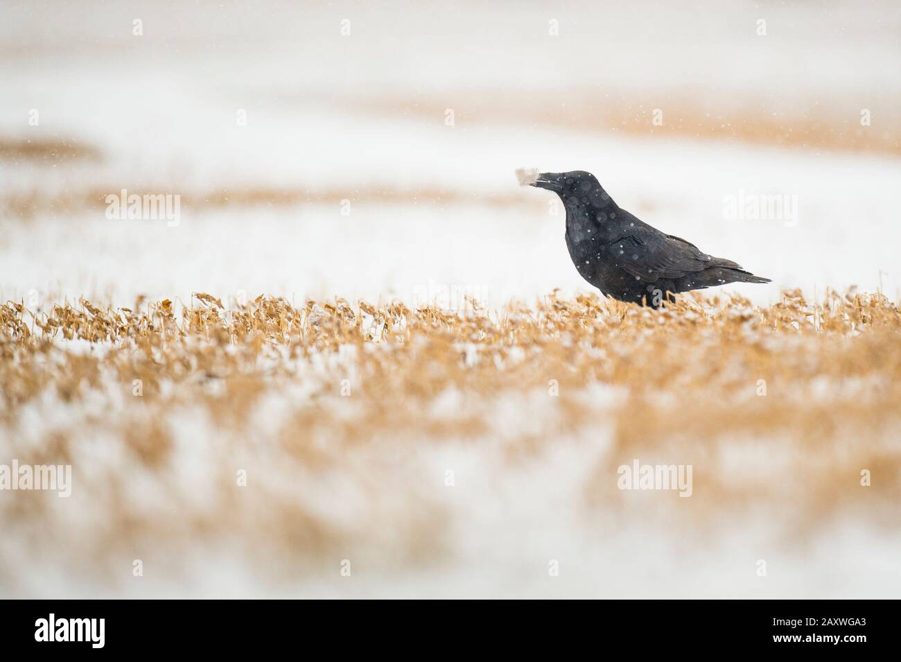 Ein häufiger Raven, der an einem kalten, verschneiten Tag auf dem Boden auf freiem Feld sitzt. Stockfoto
