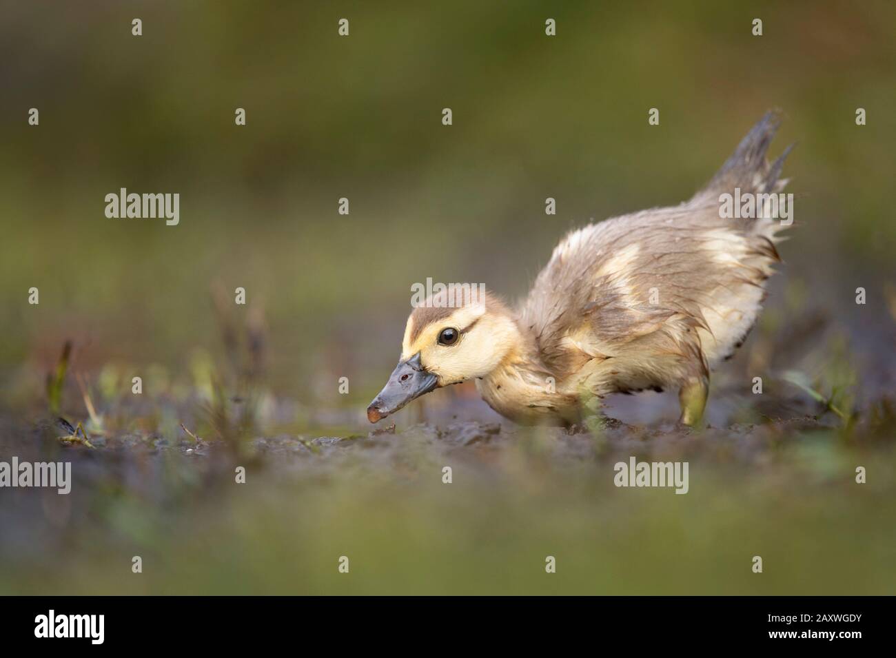 Ein Muscovy Duckling sucht im Schlamm mit grünem Gras davor und dahinter in weichem, übergiebeltem Licht nach Nahrung. Stockfoto