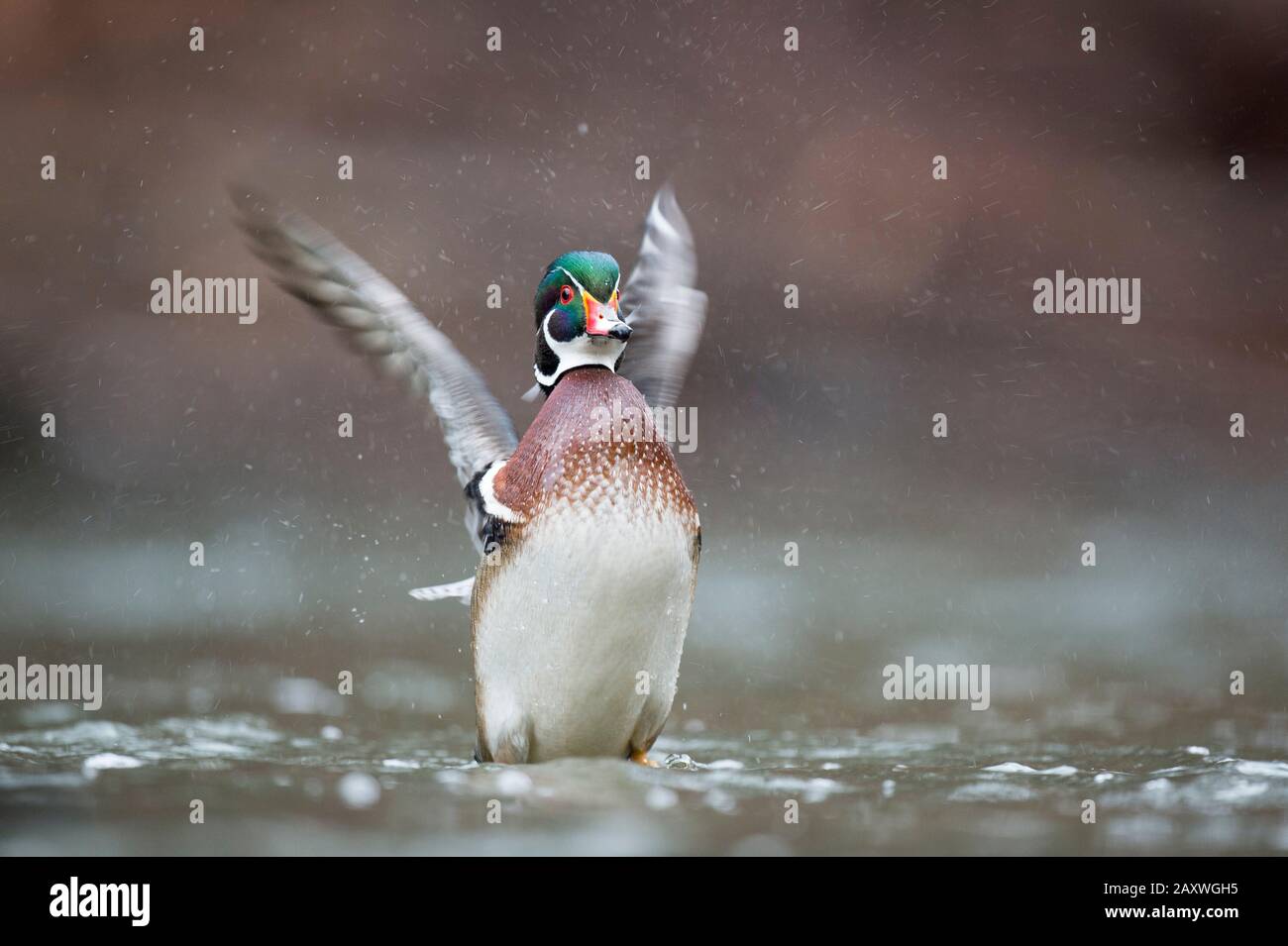 Ein bunter, männlicher Holz-Duck flapt seine Flügel, während er in flachem Wasser an einem übergiebelten Tag in weichem Licht ansteht. Stockfoto