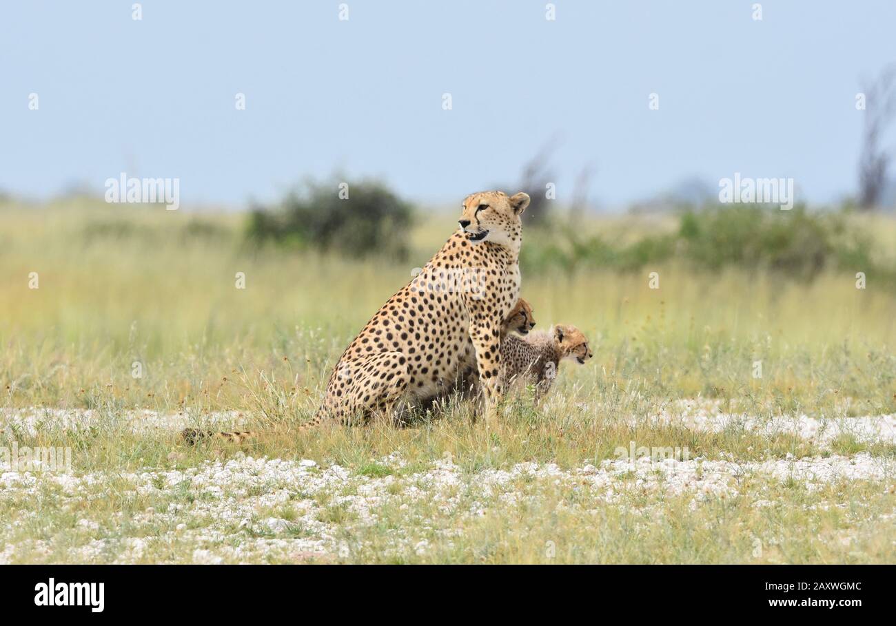 Gepard Mutter und Jungen auf der Suche nach Beute. Amboseli National Park, Kenia. Stockfoto