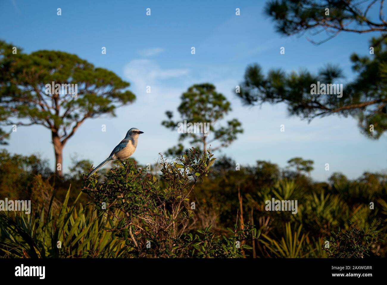 Ein Weitwinkelfoto eines Florida Scrub Jay, das den Lebensraum zeigt, in dem er an einem sonnigen Morgen lebt. Stockfoto
