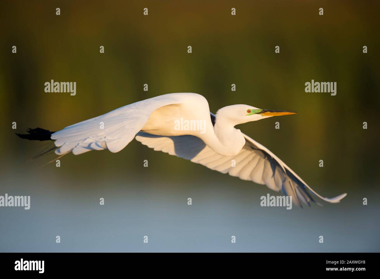 Ein großer weißer Großer Egret fliegt vor einem grünen Grasgrund im goldenen Morgenlicht. Stockfoto
