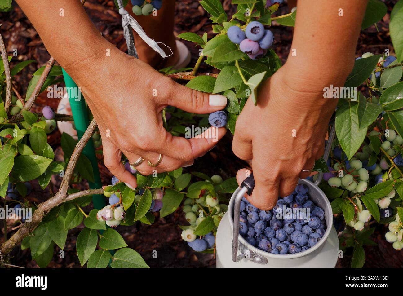 Ein mit Obst gefüllter Behälter. Obsternte auf der Plantage der Hochbusch-Blaubeere. Stockfoto