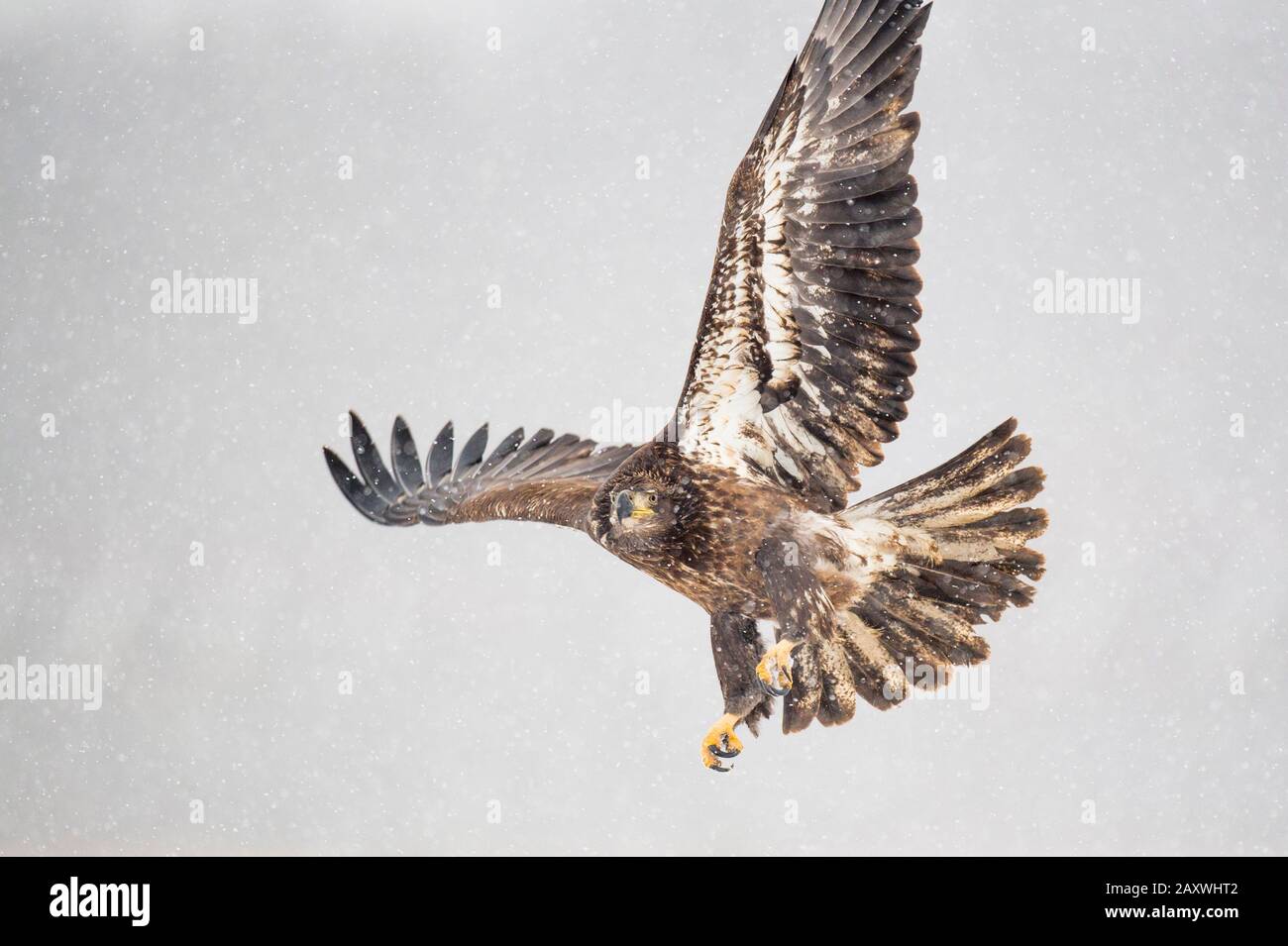 Ein juveniler Bald-Adler fliegt an einem kalten Wintertag im fallenden Schnee über ein offenes Feld. Stockfoto