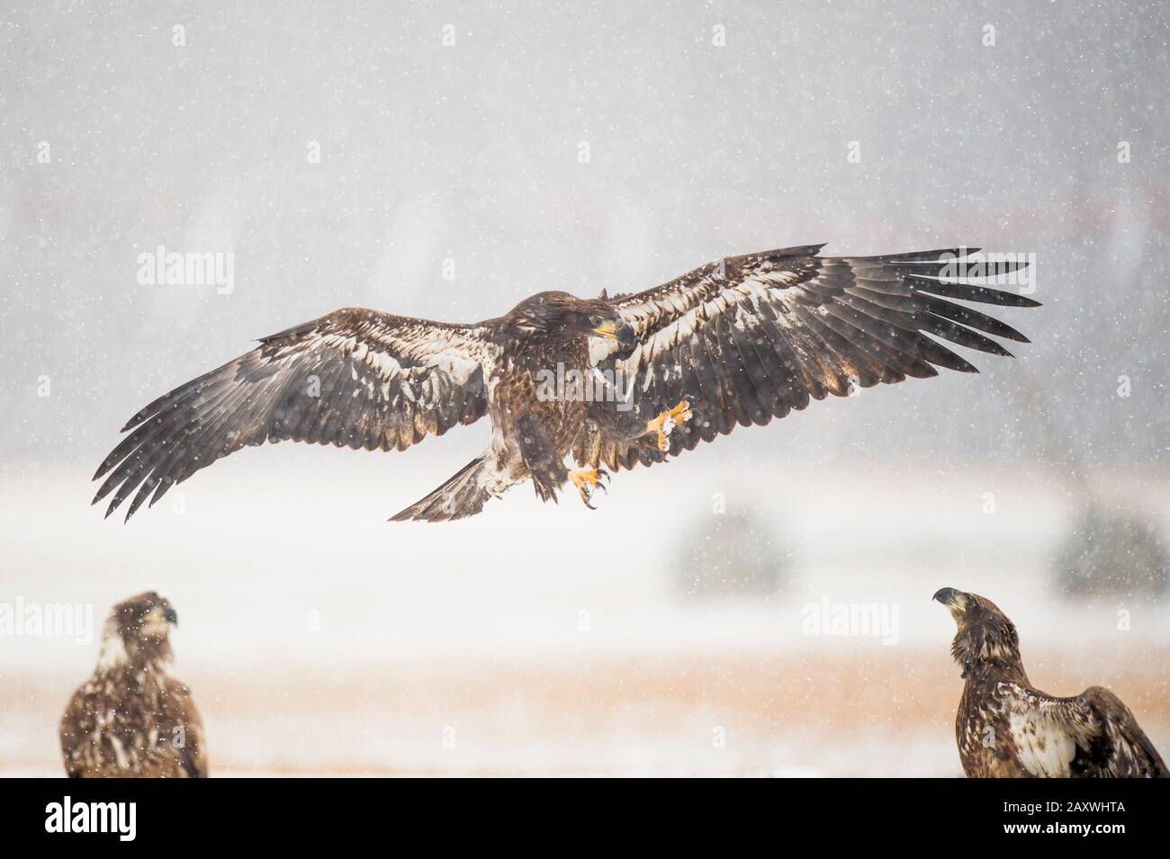 Ein juveniler Bald-Adler fliegt mit seinen Talonen hinein, um an einem Wintertag andere Adler im Schnee anzugreifen. Stockfoto