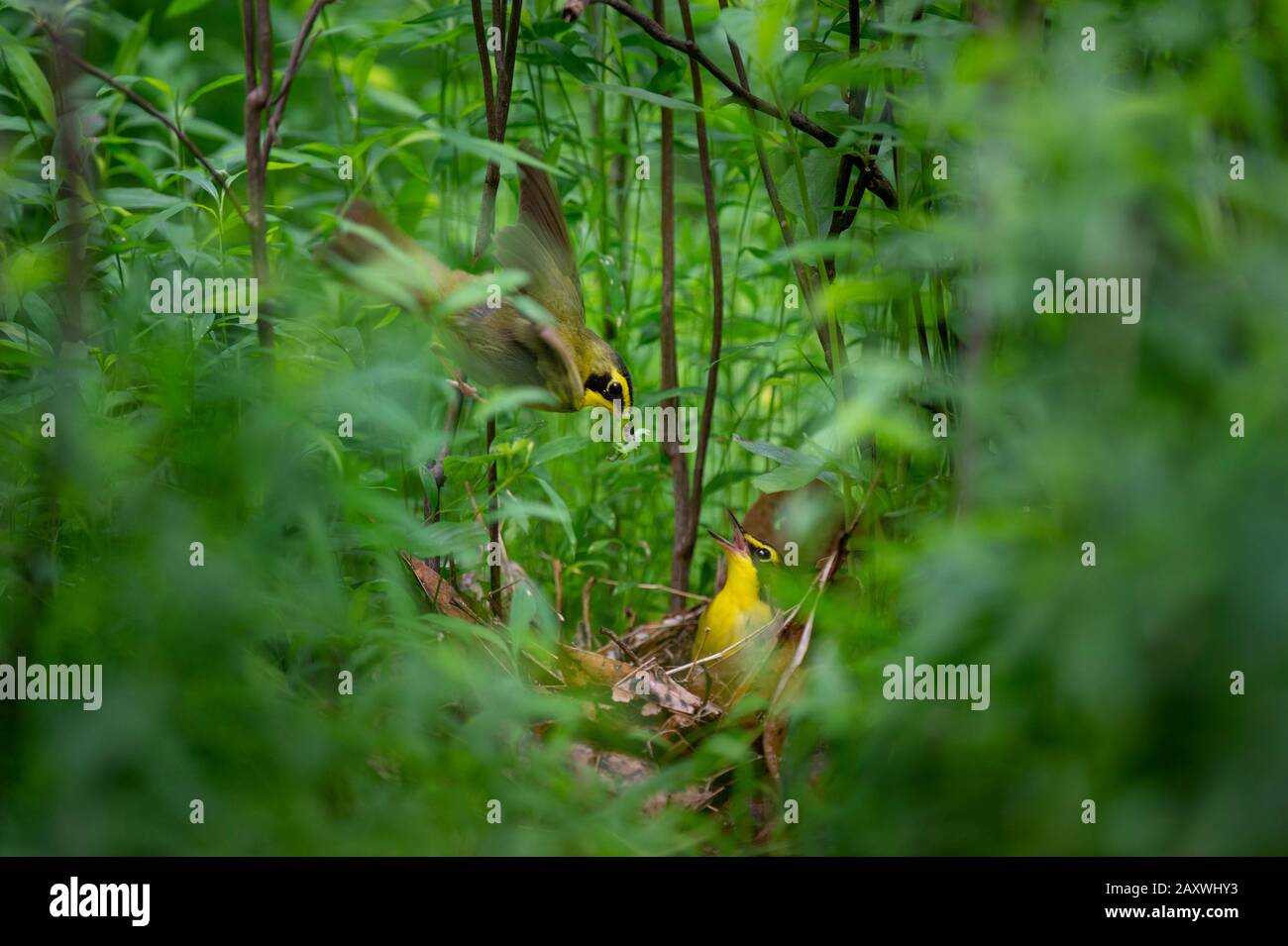 Ein Paar Kentucky Warblers, die mit Raupen zu ihrem Nest am Boden tendieren, um die Küken zu füttern. Stockfoto