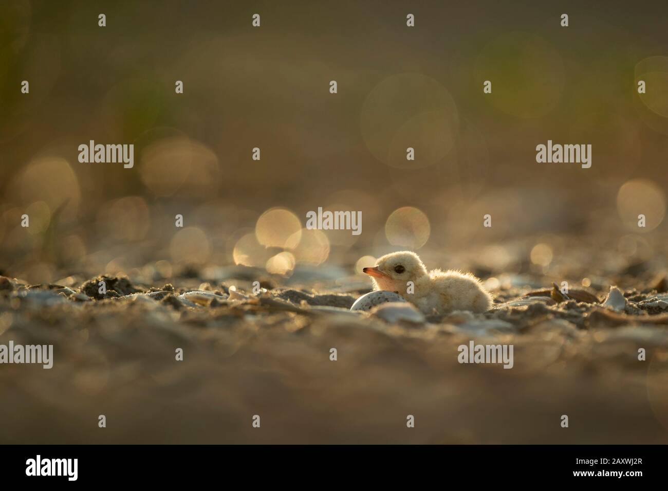 Ein winziges und süßes Mindest-Tern-Küken schnitzte neben einem anderen ungeschrafften Ei im Nest am Strand, das in der Morgensonne glühte. Stockfoto