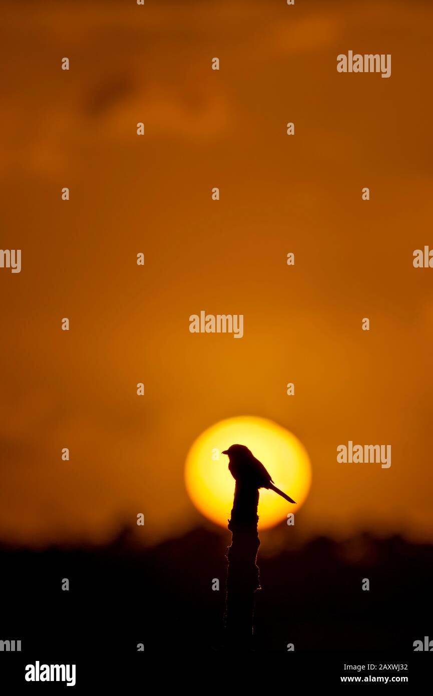 Die Silhouette von Loggerhead Shrike in der untergehenden Sonne thront auf einem Ast mit orangefarbenem Himmel. Stockfoto