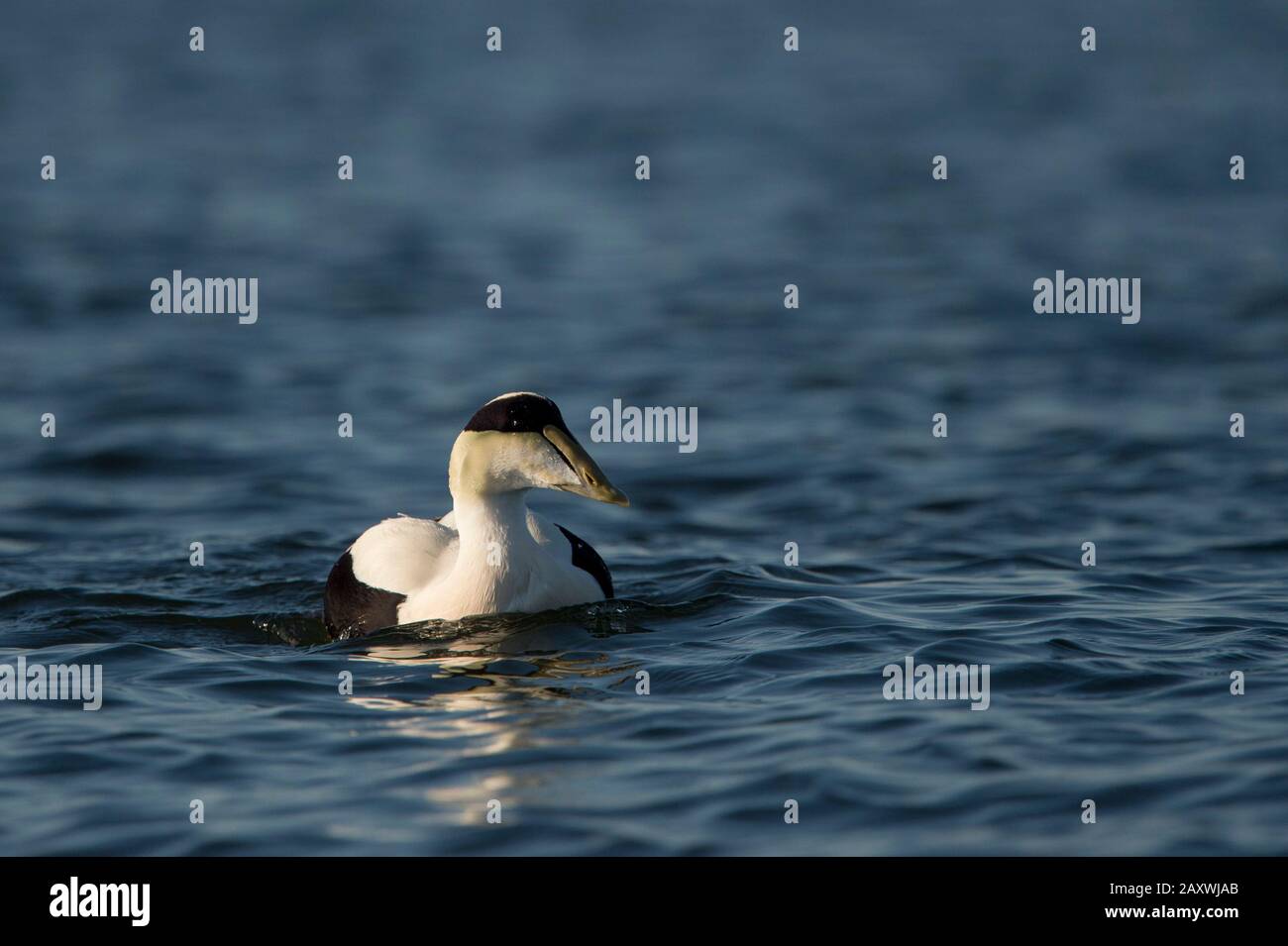 Ein männliches gemeines Eider schwimmt an einem sonnigen Tag im ruhigen hellblauen Wasser. Stockfoto