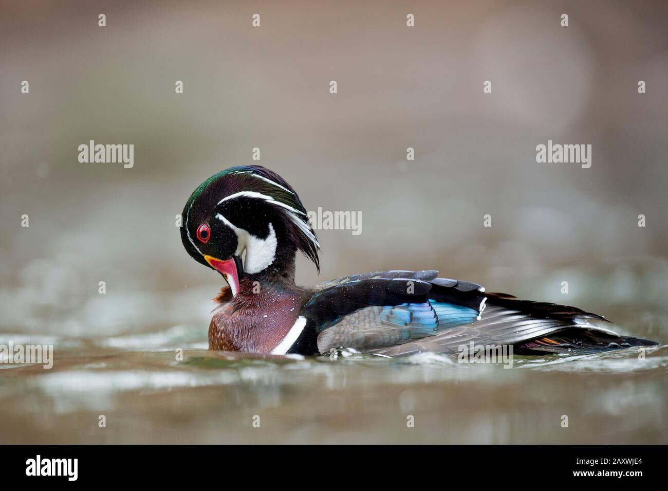 Ein farbenfroher, männlicher Holz-Duck, der in Wasser in weichem, übergiebeltem Licht mit einem glatten braunen Hintergrund schwimmt. Stockfoto