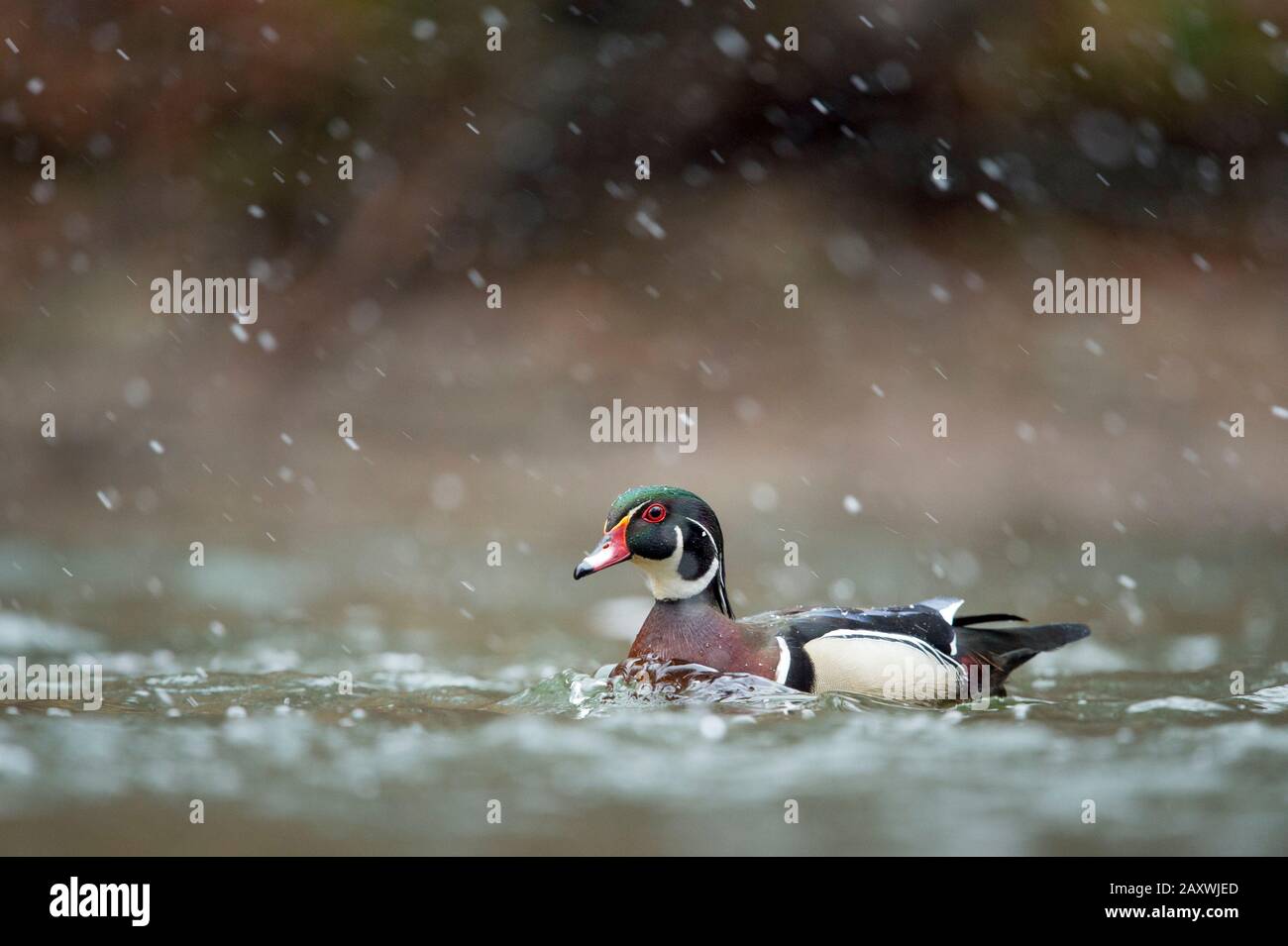 Ein männlicher Holz-Duck schwimmt an einem leichten Schnäppentag in weichem, übergiebeltem Licht im Wasser. Stockfoto