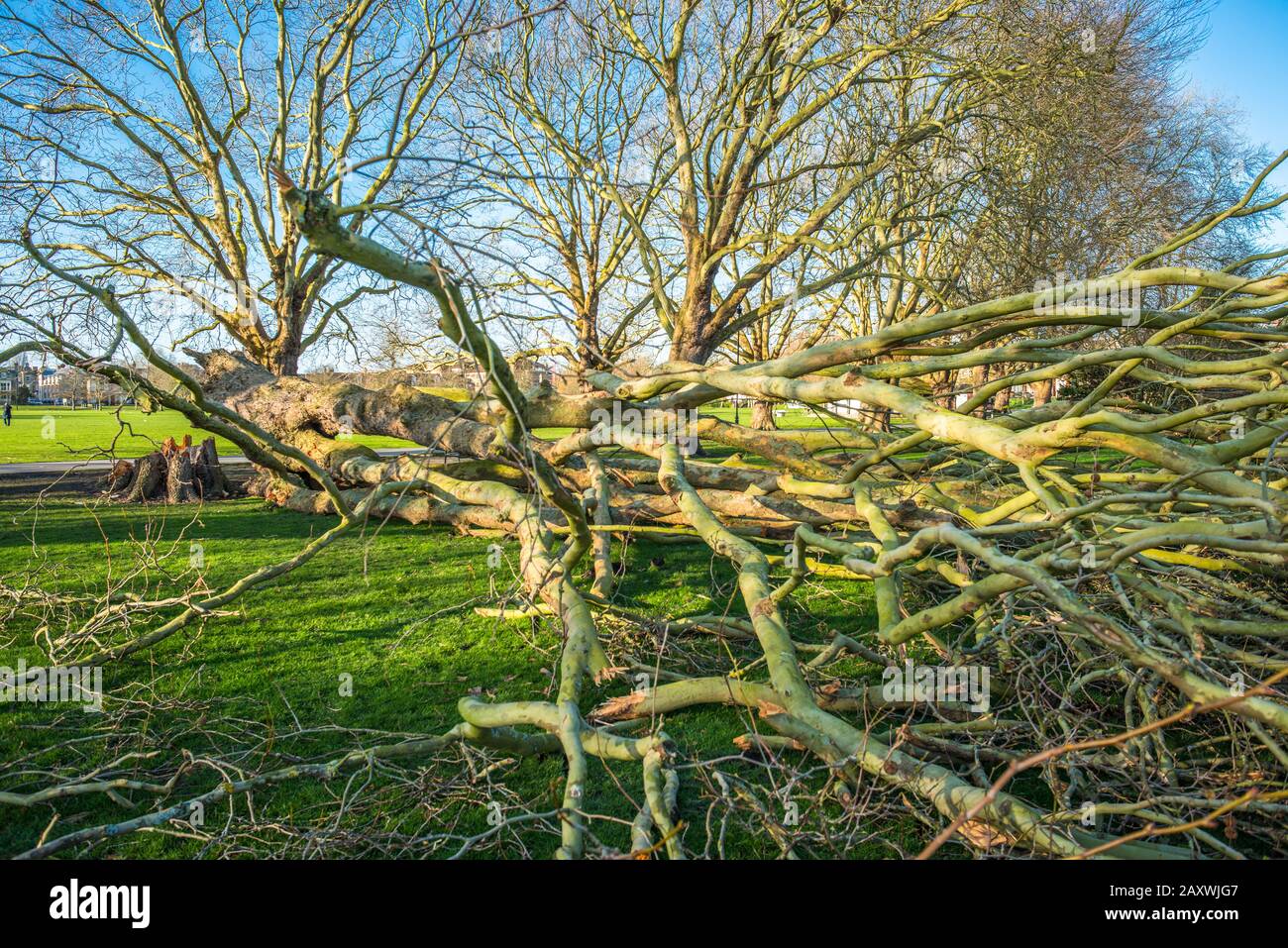 London Plane Baumschäden auf Jesus Green von Storm Ciara. Die Bäume auf Jesus Lock to Midsummer Common Path sind seit 1913 dort. Cambridge. GROSSBRITANNIEN. Stockfoto