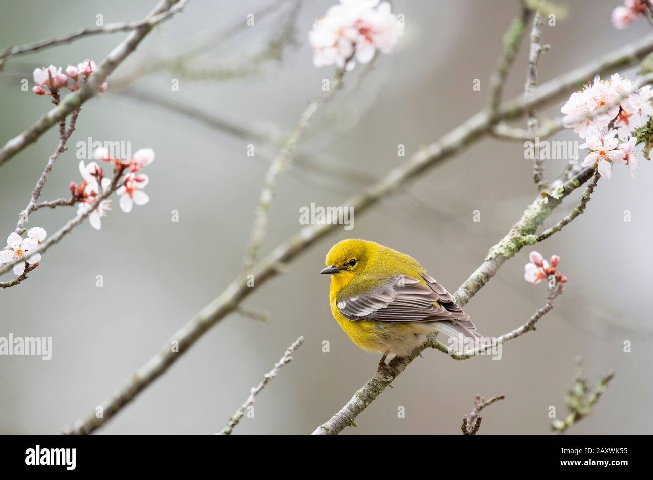 Leuchtend gelber Kiefer-Warbler thront im Frühjahr in einem blühenden Baum im von Sotf überhauenen Licht. Stockfoto